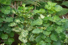 Polyscias balfouriana